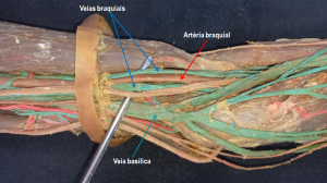 Laboratório Virtual de Anatomia Humana